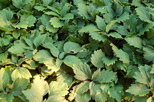 Pachysandra procumbens